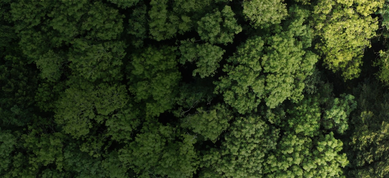 Vista aérea de copas de árboles de una zona boscosa